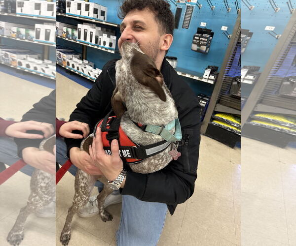 Medium Photo #8 Mutt Puppy For Sale in Harrisburg, PA, USA