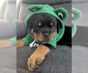 Medium Rottweiler