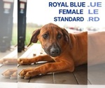 Puppy Royal Rhodesian Ridgeback