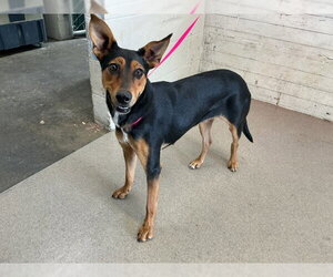 Australian Kelpie-Doberman Pinscher Mix Dogs for adoption in San Bernardino, CA, USA