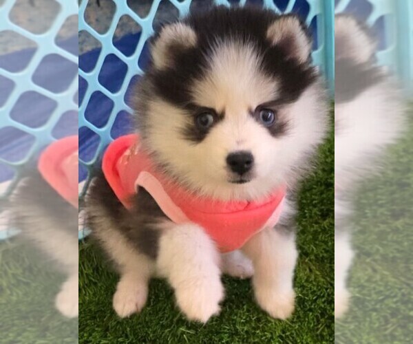 Medium Photo #12 Pomsky Puppy For Sale in DELAWARE, OH, USA