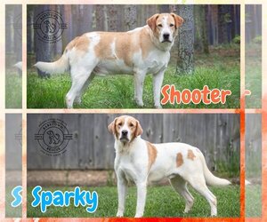 Labrador Retriever-Unknown Mix Dogs for adoption in Bardstown, KY, USA