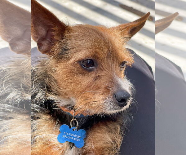Medium Photo #3 Mutt Puppy For Sale in Corona, CA, USA