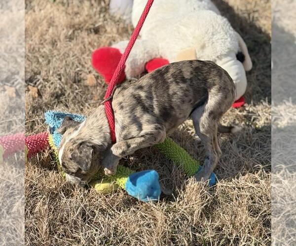 Medium Photo #3 Border-Aussie Puppy For Sale in Yardley, PA, USA