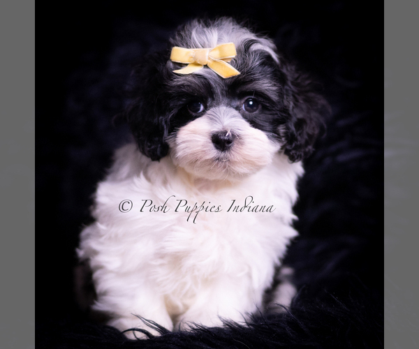 Medium Photo #33 Maltipoo (Miniature) Puppy For Sale in WARSAW, IN, USA