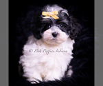 Small Photo #33 Maltipoo (Miniature) Puppy For Sale in WARSAW, IN, USA