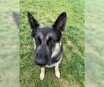 Small #8 German Shepherd Dog