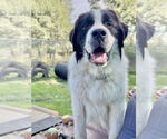Small #1 Great Pyrenees-Saint Bernard Mix