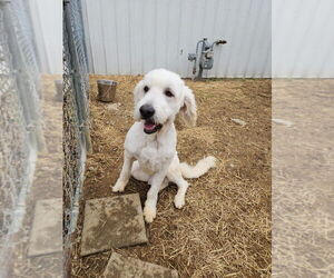 Great Pyrenees-Unknown Mix Dogs for adoption in Evansville, IN, USA