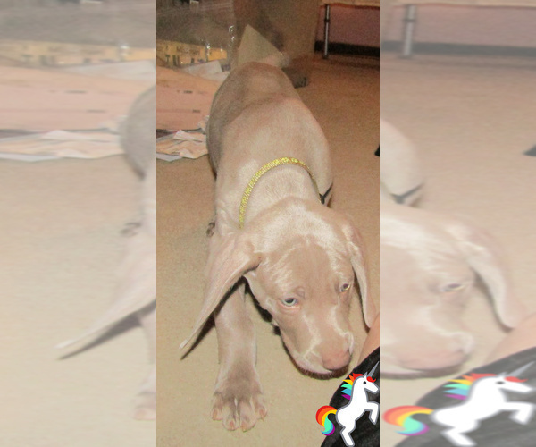 Medium Photo #3 Weimaraner Puppy For Sale in LAS ANIMAS, CO, USA