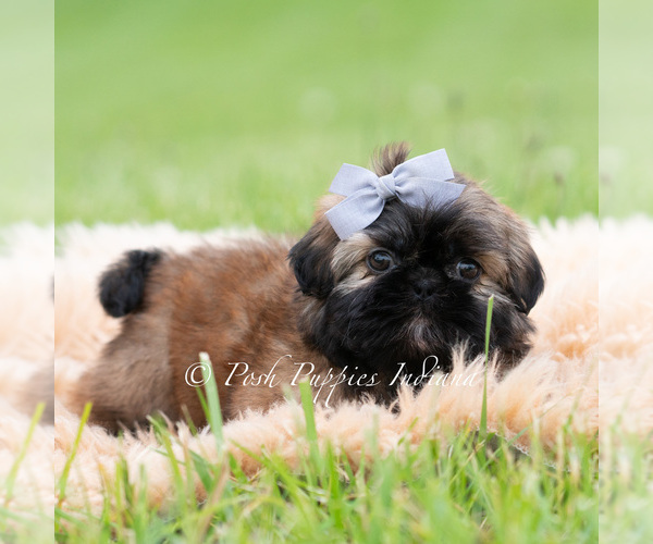 Medium Photo #2 Shih Tzu Puppy For Sale in WARSAW, IN, USA