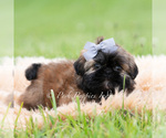 Small #1 Shih Tzu
