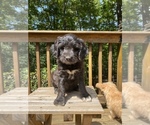 Small Photo #16 Border Collie-Goldendoodle Mix Puppy For Sale in BLUE RIDGE, GA, USA