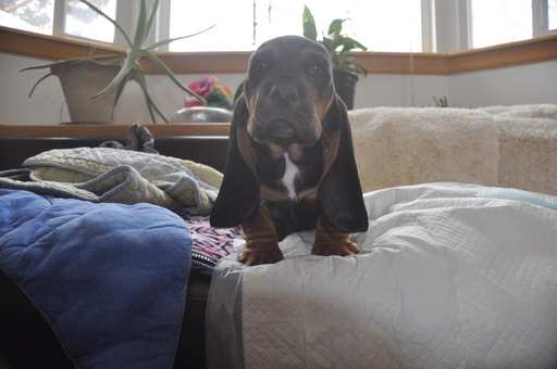 Medium Photo #1 Basset Hound Puppy For Sale in DEER VALLEY, UT, USA