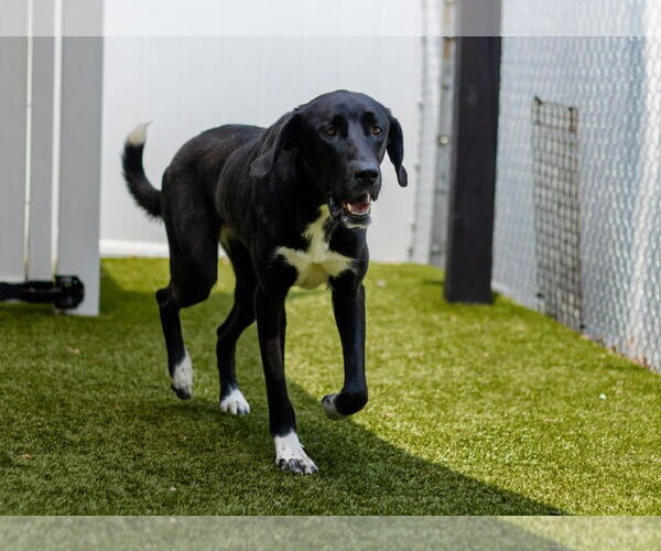 Medium Photo #3 Great Dane-Unknown Mix Puppy For Sale in Canton, CT, USA