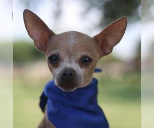 Chihuahua-Unknown Mix Dogs for adoption in San Antonio, TX, USA
