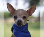 Small Chihuahua Mix