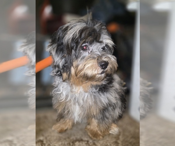Medium Photo #5 ShihPoo Puppy For Sale in DYERSBURG, TN, USA