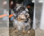 Small #4 ShihPoo