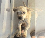 Small Mutt