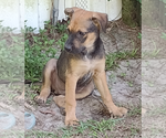 Small Photo #3 German Shepherd Dog-Unknown Mix Puppy For Sale in Camden, SC, USA