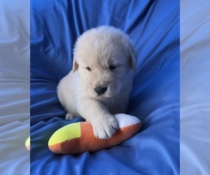 Golden Labrador Puppy for sale in LIVE OAK, FL, USA