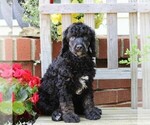 Small #7 Poodle (Standard)