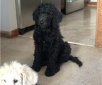 Small Photo #3 Goldendoodle Puppy For Sale in BELLEVUE, NE, USA