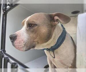 American Bulldog-Unknown Mix Dogs for adoption in Houston, TX, USA