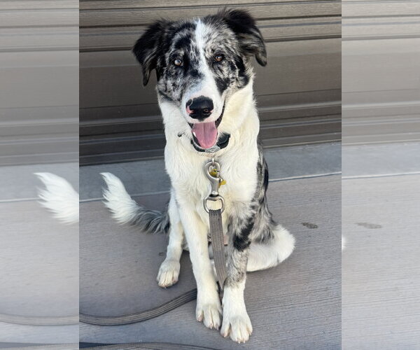 Medium Photo #3 Australian Shepherd-Unknown Mix Puppy For Sale in Sandy, UT, USA