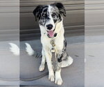 Small #2 Australian Shepherd Mix