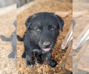 German Shepherd Dog-Great Pyrenees Mix Puppy for sale in RAINBOW, CA, USA