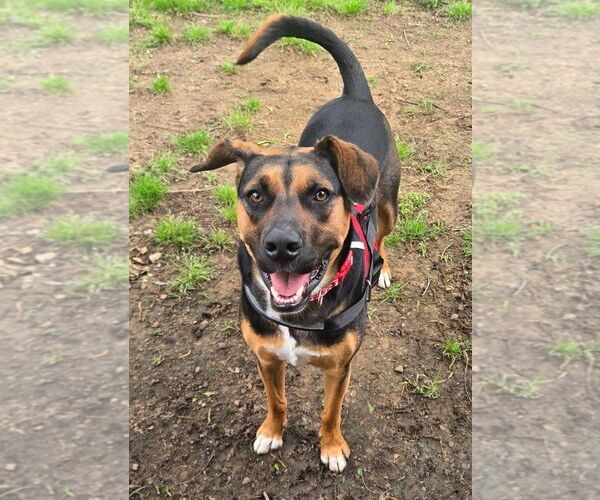 Medium Photo #1 Mutt Puppy For Sale in Carrollton, TX, USA