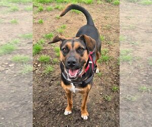 Mutt Dogs for adoption in Carrollton, TX, USA