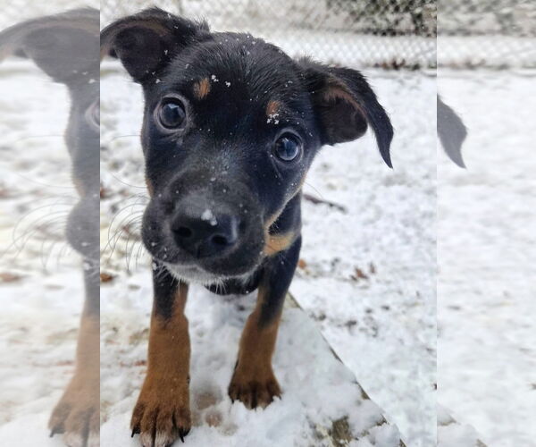 Medium Photo #2 Australian Shepherd-Unknown Mix Puppy For Sale in Garden City, NY, USA