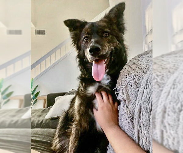 Medium Photo #6 Siberian Husky-Unknown Mix Puppy For Sale in Corona, CA, USA