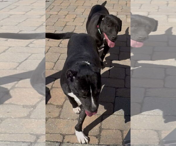 Medium Photo #3 Mutt Puppy For Sale in Westwood, NJ, USA