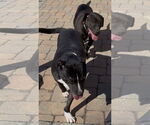 Small #2 Mutt