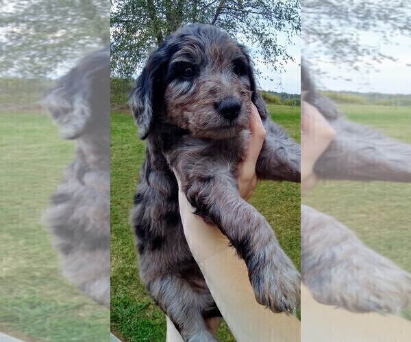 Medium Photo #2 Aussiedoodle-Poodle (Standard) Mix Puppy For Sale in ANDERSON, AL, USA