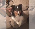 Small Photo #1 Shetland Sheepdog Puppy For Sale in FORT MORGAN, CO, USA