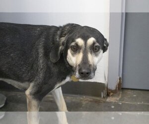 Labrador Retriever-Unknown Mix Dogs for adoption in Mountain Home, AR, USA