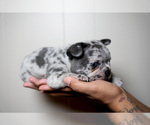 Small Photo #5 French Bulldog Puppy For Sale in DOUGLASVILLE, GA, USA
