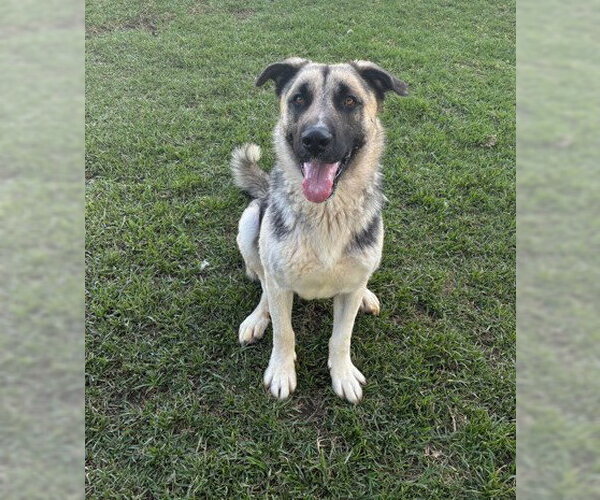 Medium Photo #2 German Shepherd Dog Puppy For Sale in Riverside, CA, USA