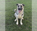 Small #1 German Shepherd Dog