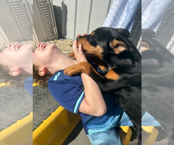 Medium Photo #4 Black Mouth Cur-Rottweiler Mix Puppy For Sale in Gilberts, IL, USA