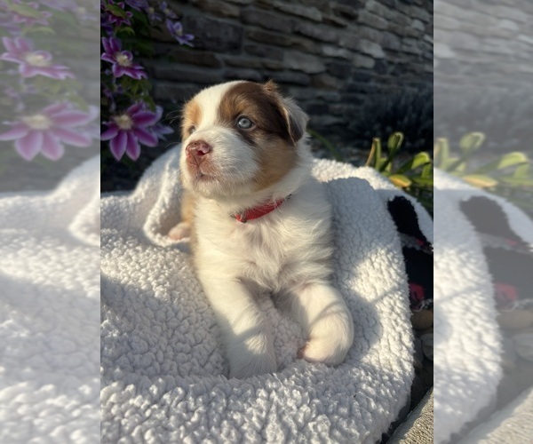 Medium Photo #17 Australian Shepherd Puppy For Sale in NILES, MI, USA