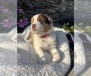 Medium Australian Shepherd
