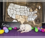 Small Photo #18 German Shepherd Dog Puppy For Sale in GARDEN CITY, TX, USA