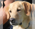 Small Photo #1 Labrador Retriever Puppy For Sale in ARTHUR, IL, USA