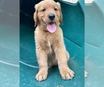 Small Photo #3 Golden Retriever Puppy For Sale in LOUISBURG, NC, USA